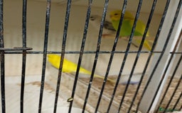 Budgerigars birds for sale: Budgies for sale - Image 2