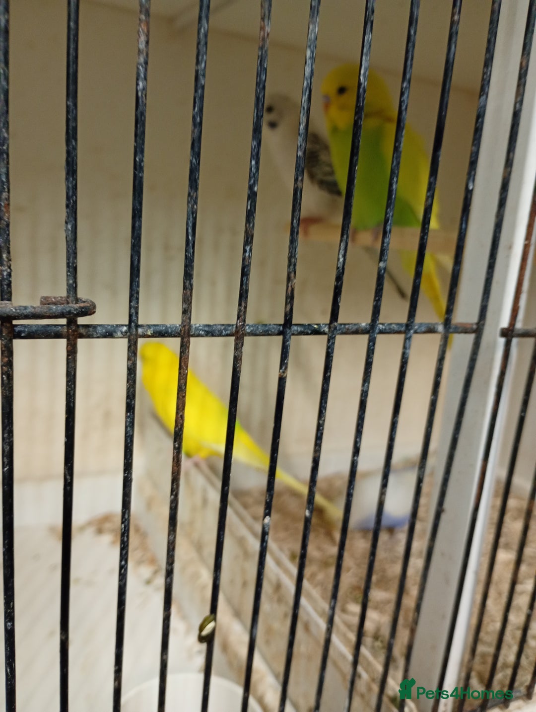 Budgerigars birds for sale: Budgies for sale - Image 2
