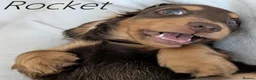Miniature Dachshund dogs for sale: Miniature Longhaired Dachshund Puppies - Advert 16