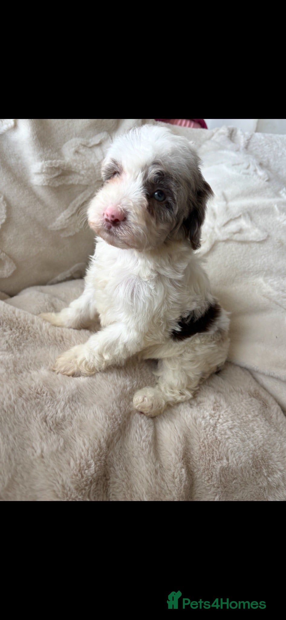 Cockapoo dogs ⭐️HEALTH TESTED✨⭐️Beautiful toy cockapoo🥇 ✨ - Advert 3