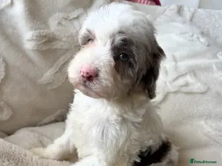 Cockapoo dogs ⭐️HEALTH TESTED✨⭐️Beautiful toy cockapoo🥇 ✨ - Advert 3
