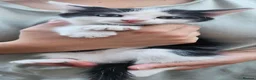 Mixed Breed cats for sale: kittens - Advert 6