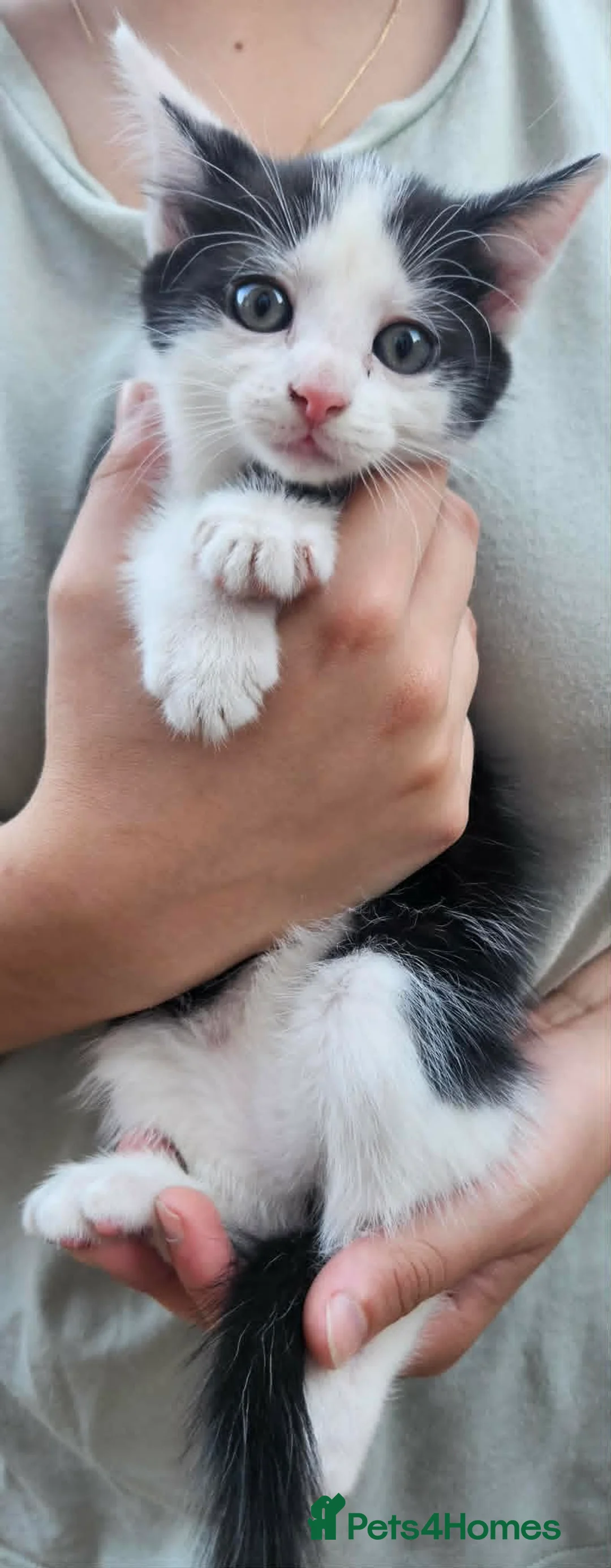 Mixed Breed cats for sale: kittens - Advert 6