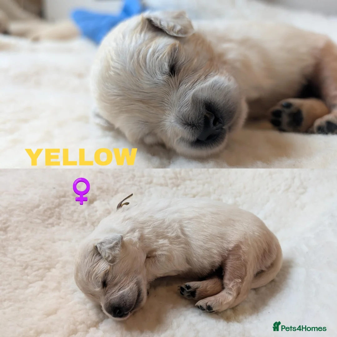Golden Retriever dogs for sale: Stunning Cream Golden Retriever Puppies - Advert 3