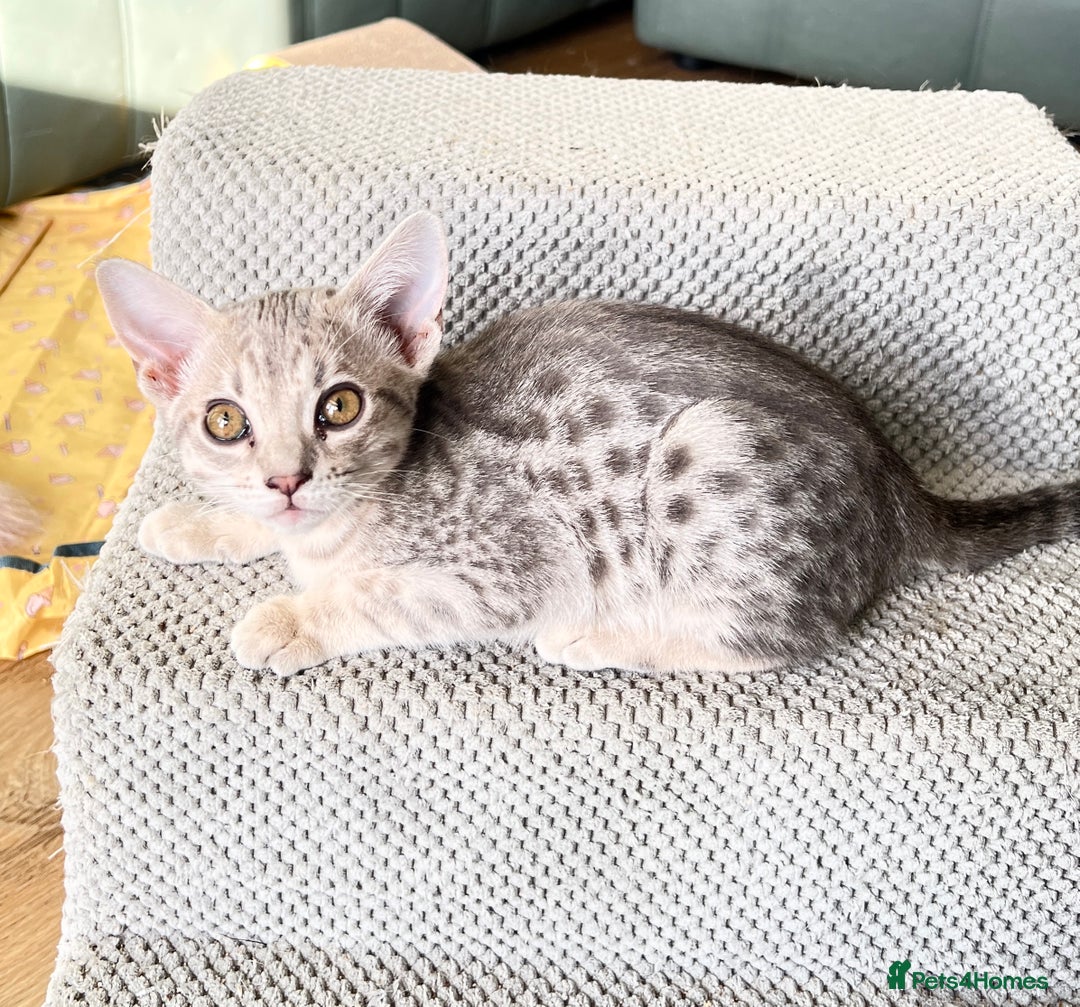 Ocicat cats for sale: Two delightful Blue Ocicat girls - Image 8