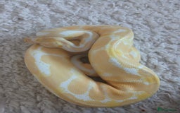 Python Snake reptiles for sale: Friendly Albino Royal Python and vivarium  - Image 2