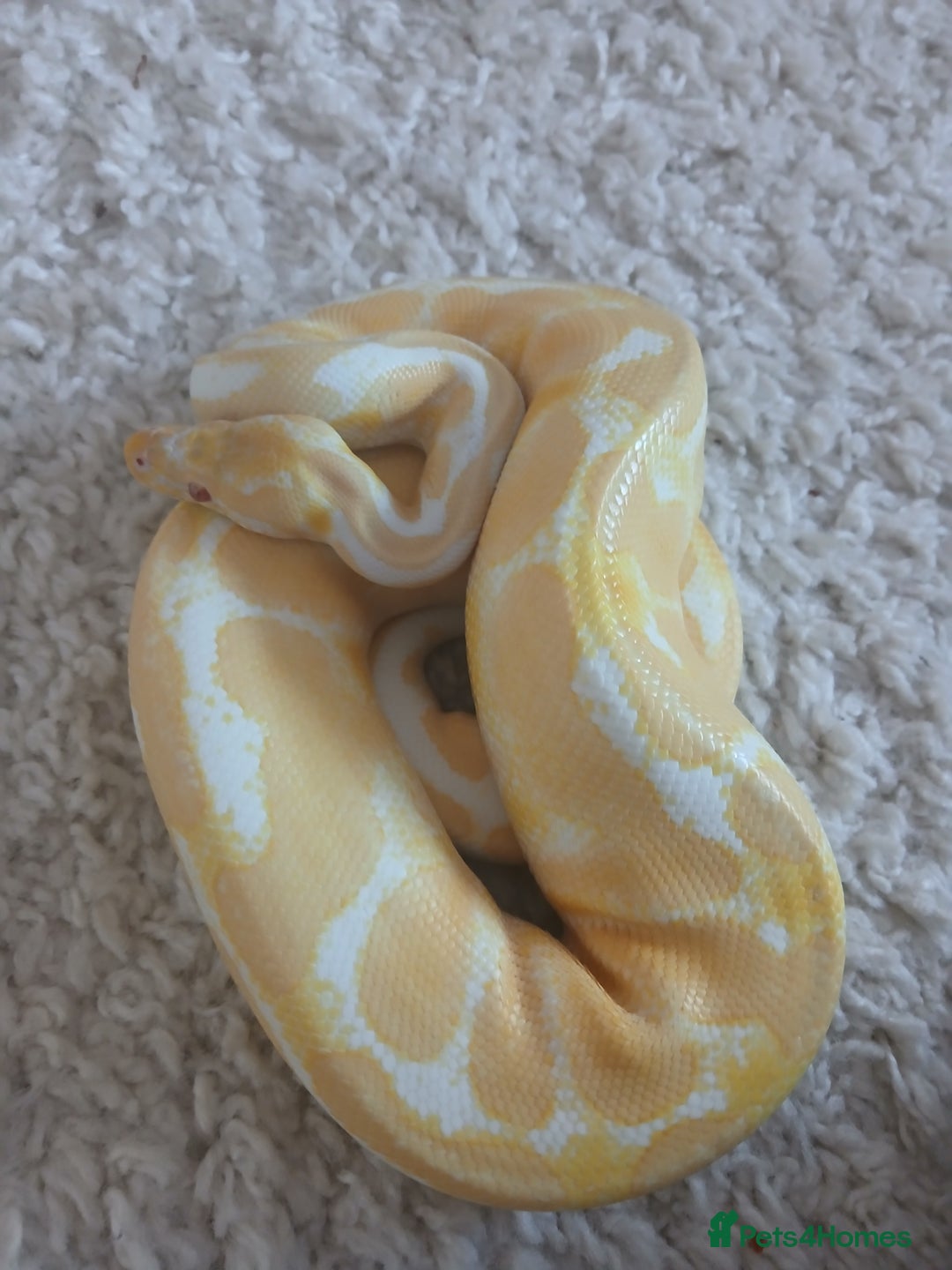 Python Snake reptiles for sale: Friendly Albino Royal Python and vivarium  - Image 2
