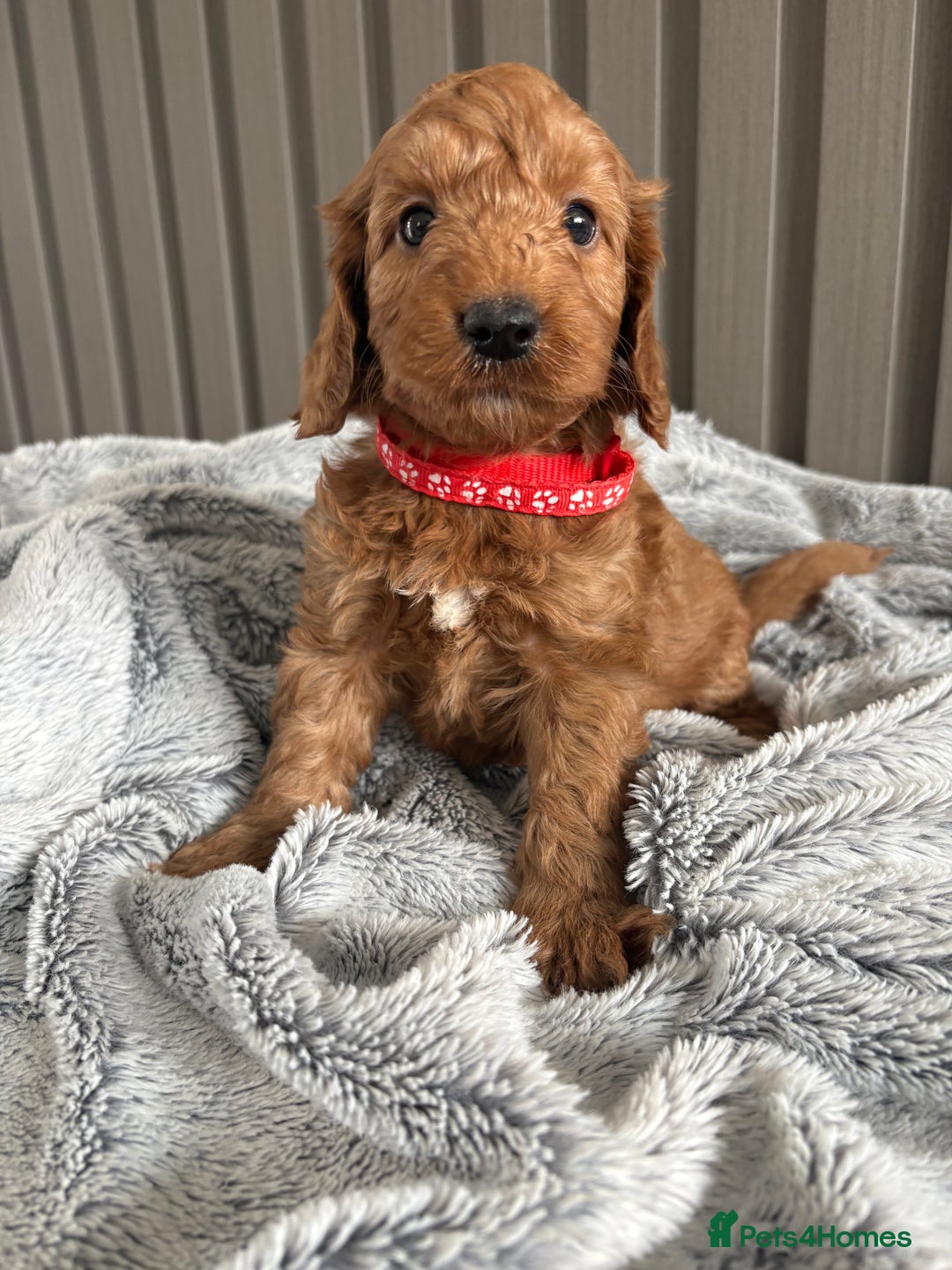Cockapoo dogs for sale: Health Tested Fox Red Cockapoo  - Image 8