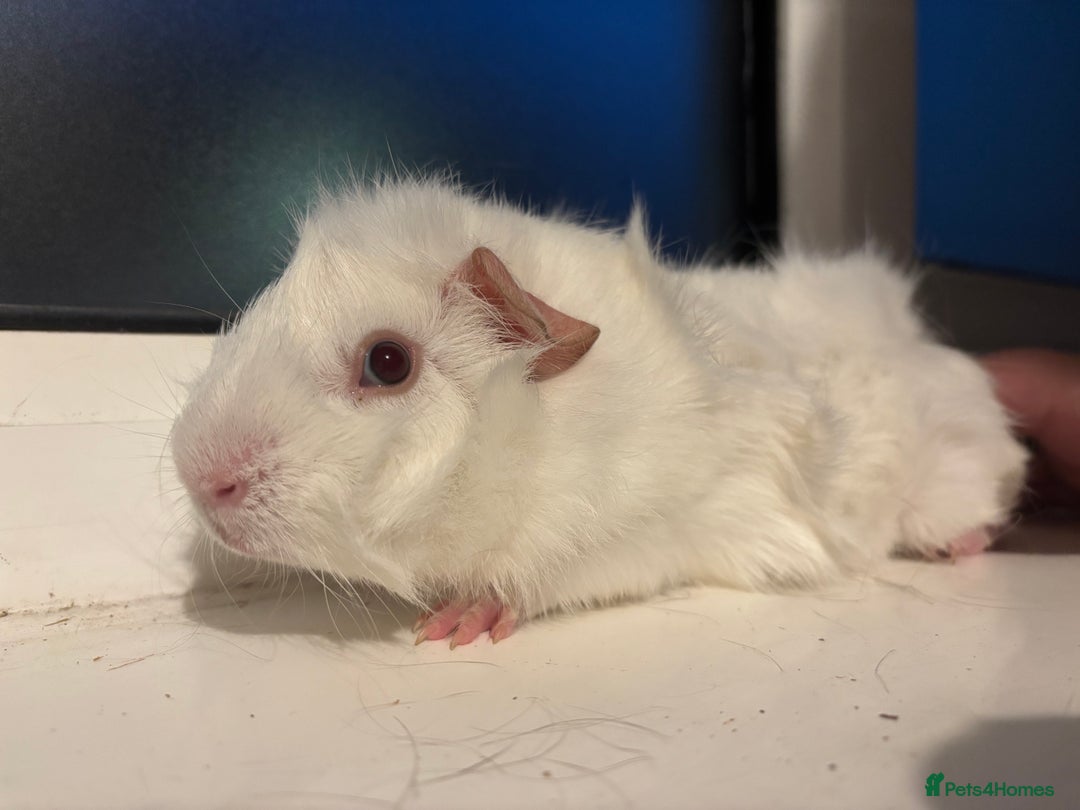 Guinea Pig rodents for sale: Four Guinea Pigs with Set Up and Accessories - Image 15