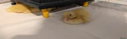 Ducks poultry for sale: Cherry Valley ducklings  - Advert 3