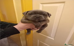 Staffordshire Bull Terrier dogs for sale: Kc Registered staff bull terrier blue  brindle  - Image 4