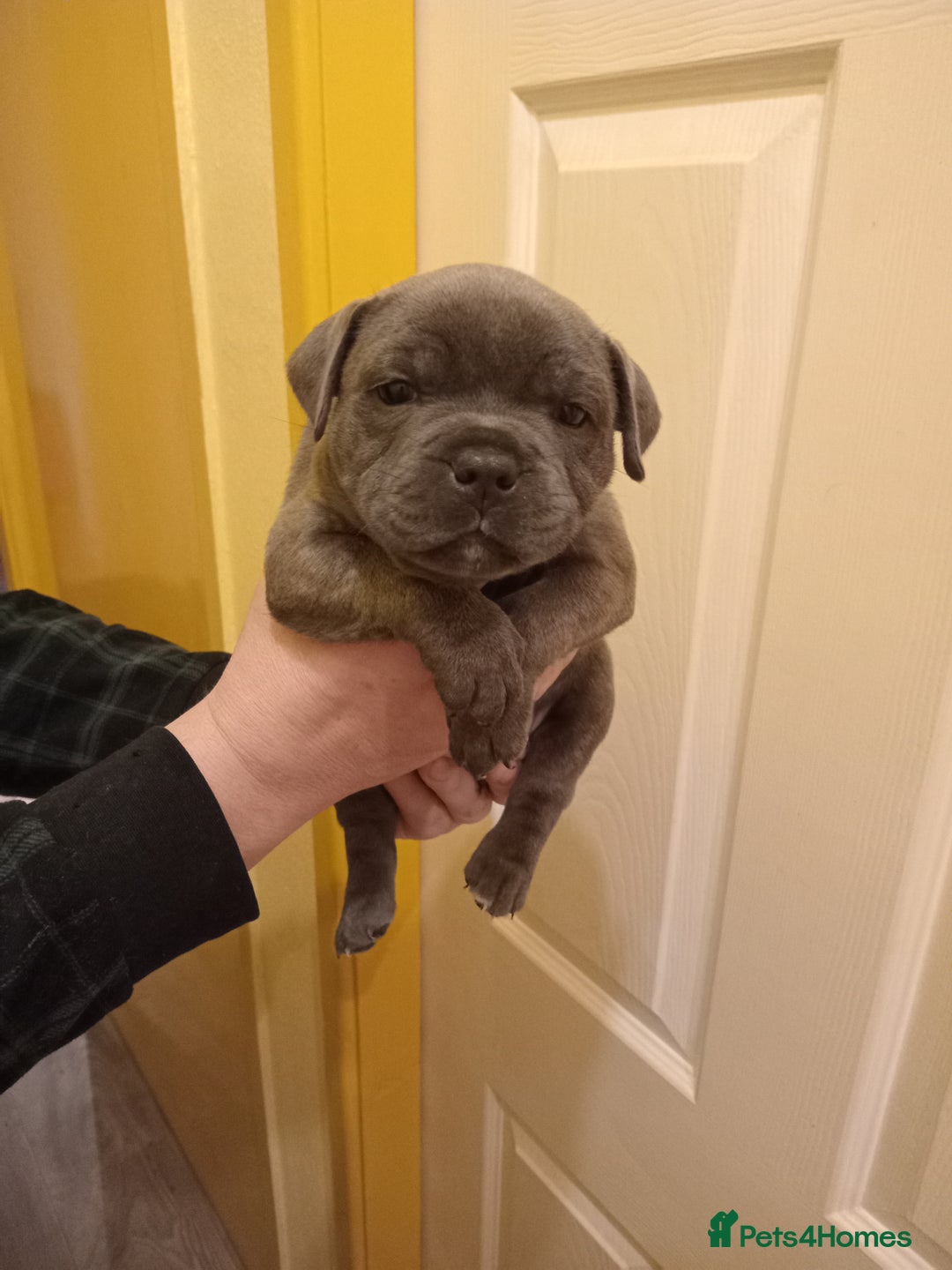 Staffordshire Bull Terrier dogs for sale: Kc Registered staff bull terrier blue  brindle  - Image 4