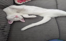 Turkish Angora cats for sale: Snowflake  - Image 1
