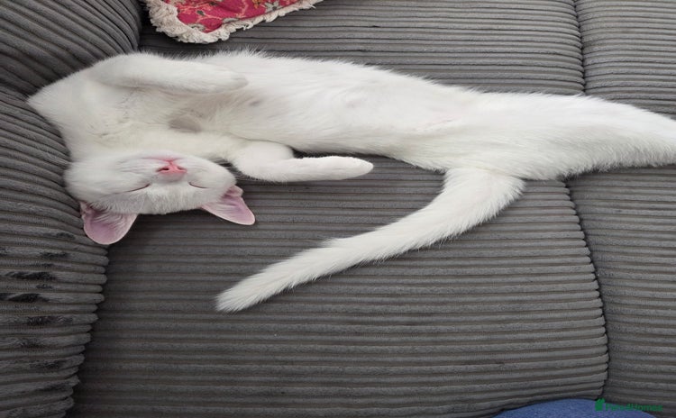 Turkish Angora cats - Advert 3