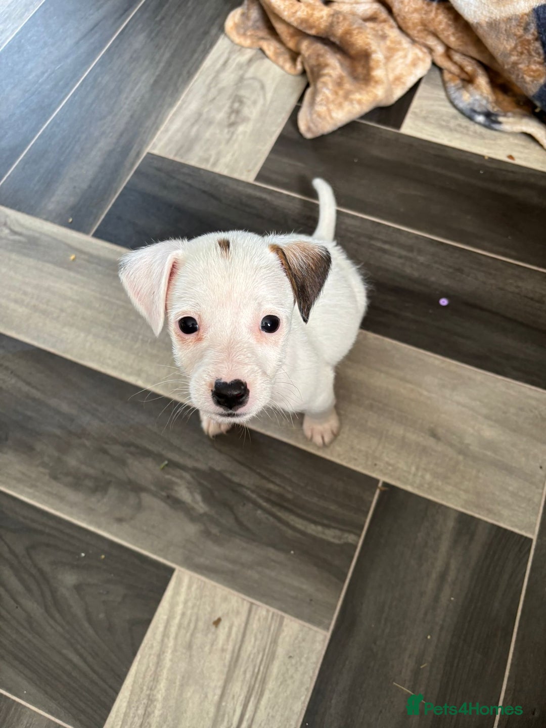 Jack Russell dogs for sale: Jack Russell boy  - Image 3