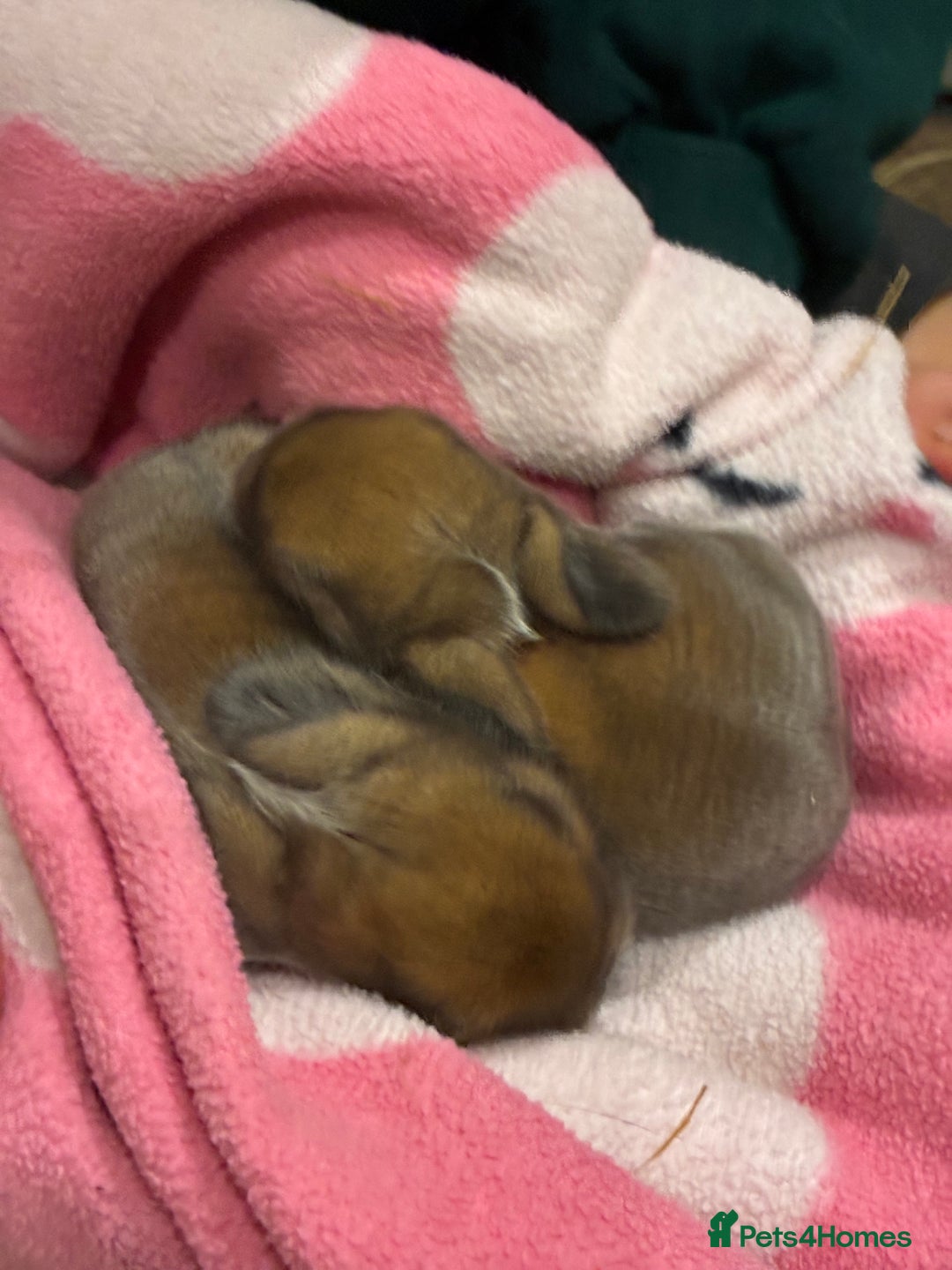 Mini Lop rabbits for sale: Mini lop bunnies looking for forever homes  - Advert 11