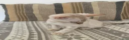 Bengal cats for sale: Beautiful Bengal babies  - Advert 5