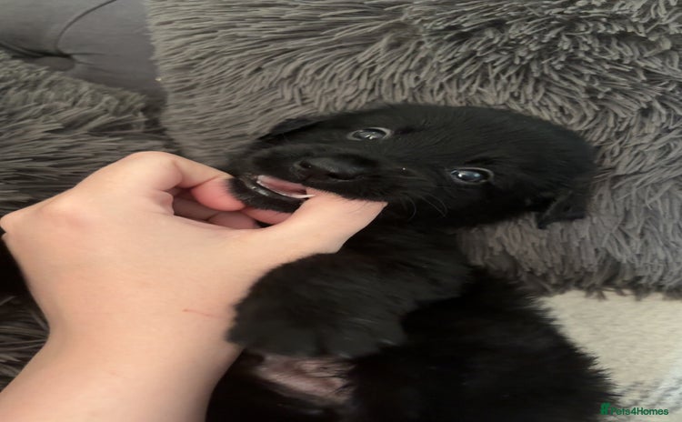 Mixed Breed dogs - Advert 16