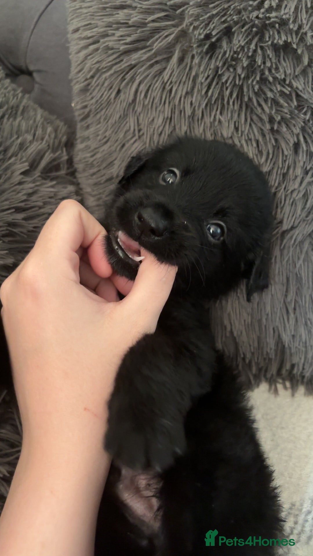 Mixed Breed dogs for sale: German Shepherd x Collie Mix Puppies for sale - Image 1