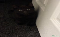 Maine Coon cats for sale: Beautiful Maine coon x kittens  - Advert 9