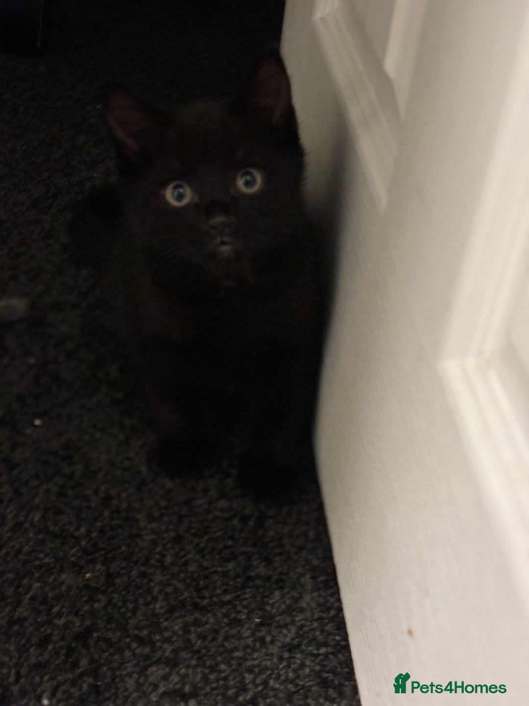 Maine Coon cats for sale: Beautiful Maine coon x kittens  - Advert 9