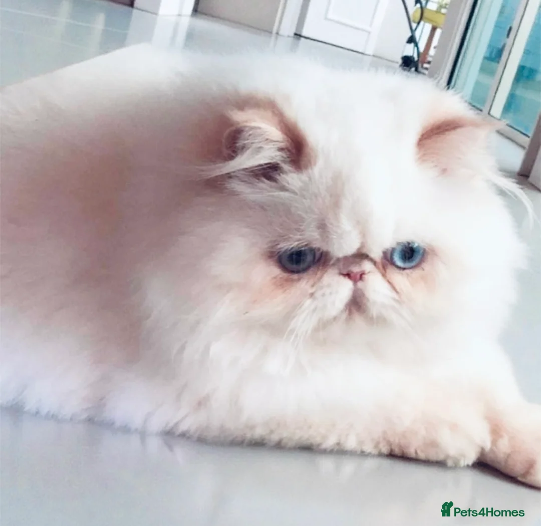 Persian cats for sale: Persian long and thick hair 5mo boy  - Advert 15