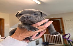 Staffordshire Bull Terrier dogs for sale: Exceptional Champion Pedigree, beautiful blues!! - Image 20