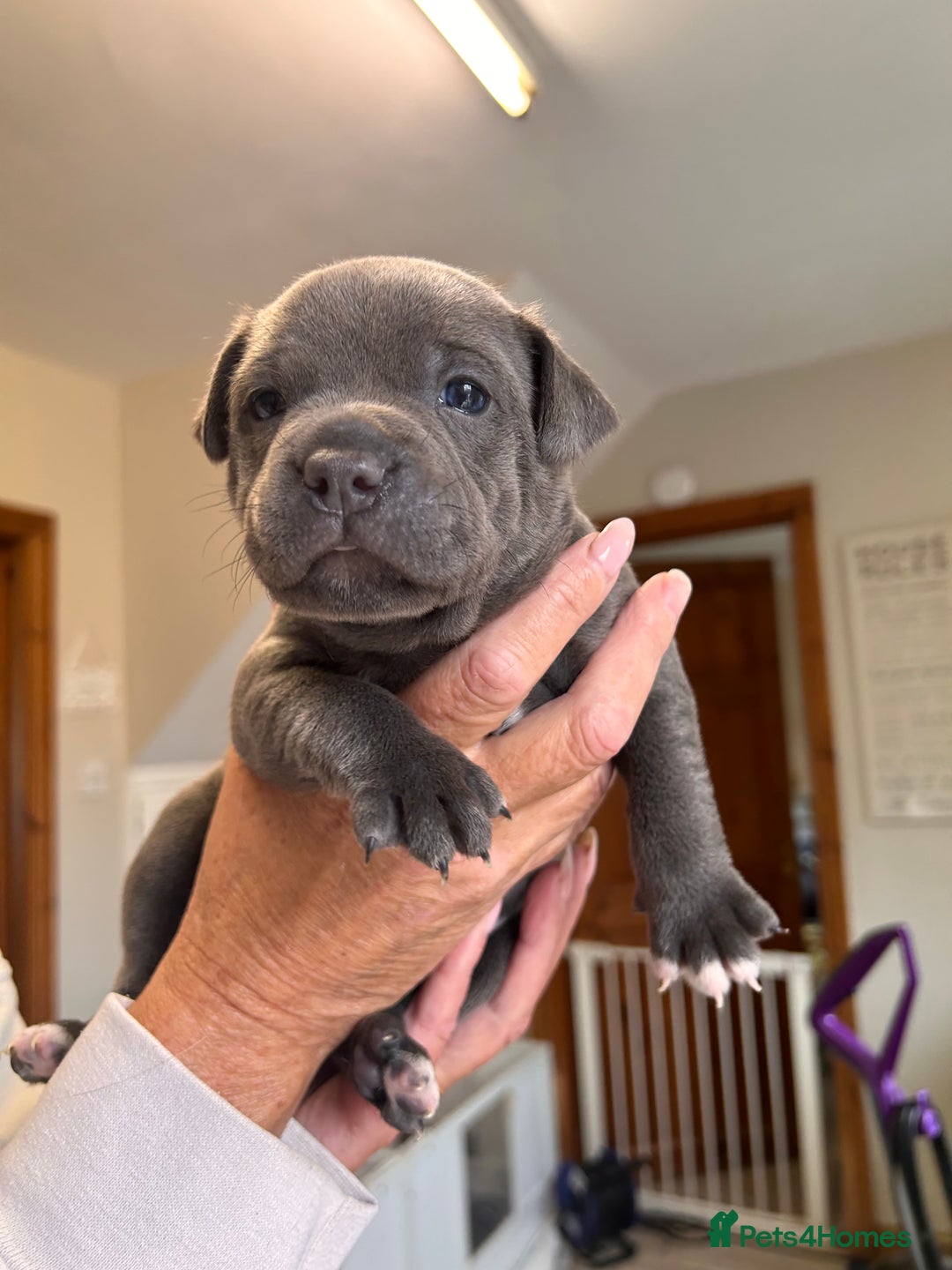 Staffordshire Bull Terrier dogs for sale: Exceptional Champion Pedigree, beautiful blues!! - Image 20