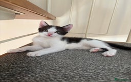 Mixed Breed cats for sale: 2 black and white kittens- READY TO GO! in Swindon - Image 1
