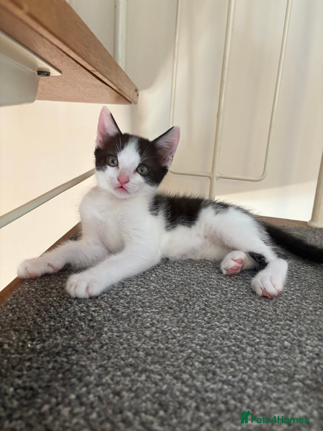 Mixed Breed cats for sale: 2 black and white kittens- READY TO GO! in Swindon - Image 1