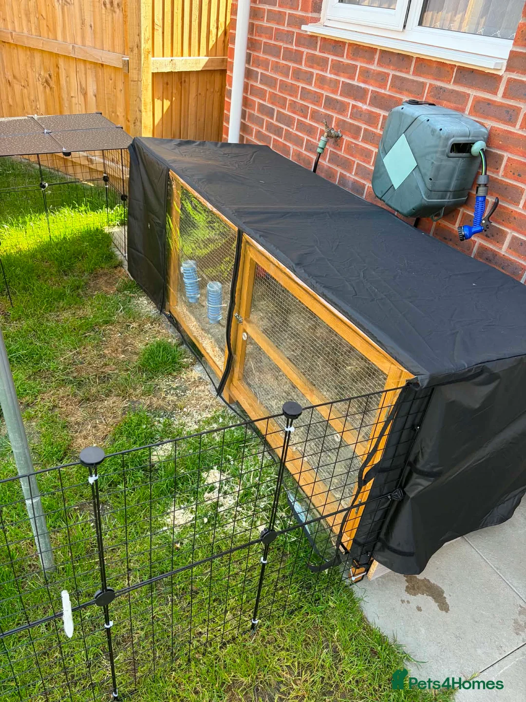 Mixed Breed rabbits for sale: 2 male rabbits  - Advert 2