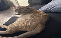 Bengal cats for sale: 2 year old Male adorable fur baby baby  - Image 2