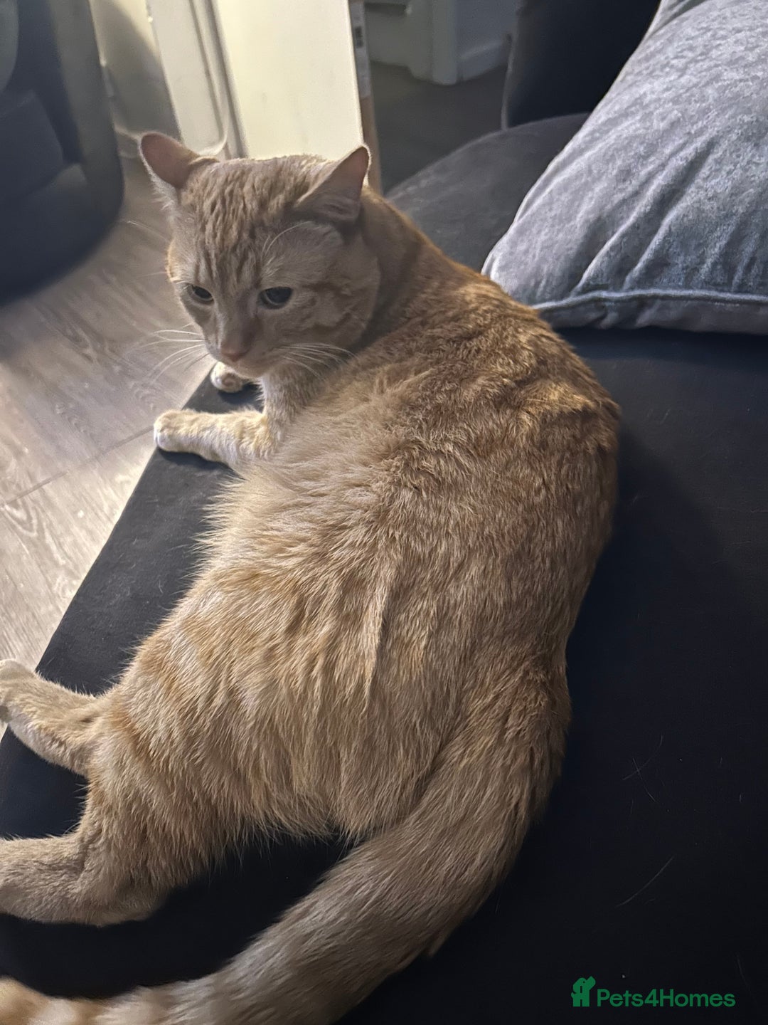 Bengal cats for sale: 2 year old Male adorable fur baby baby  - Image 2