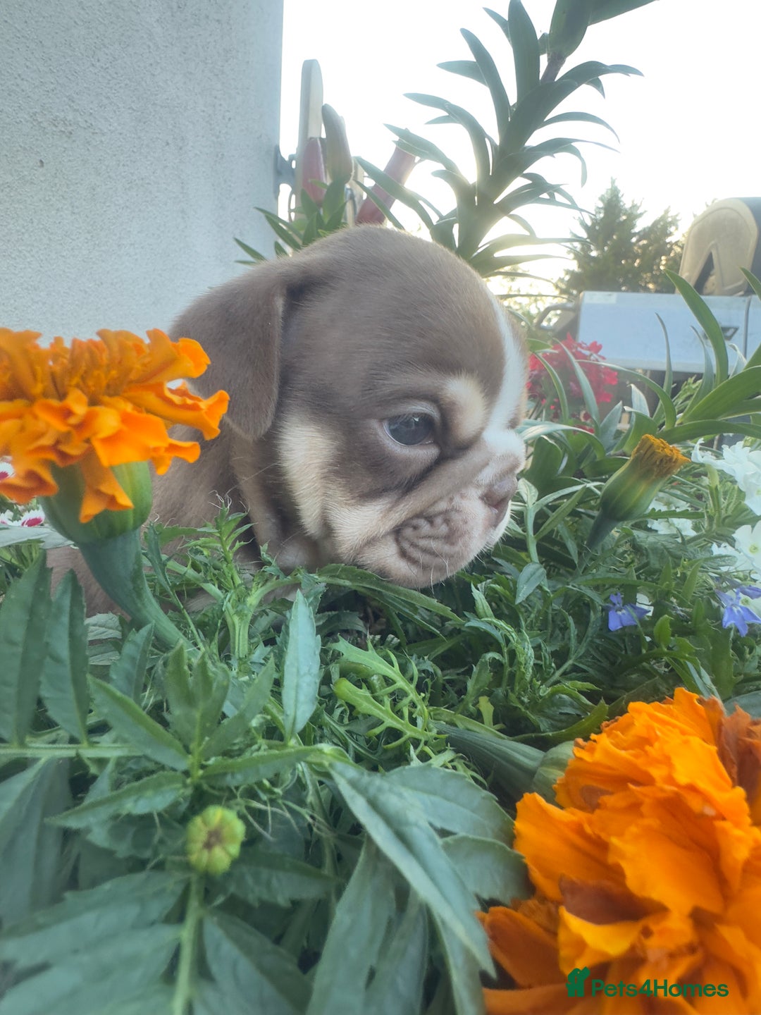 English Bulldog dogs for sale: **REDUCED **READY TO LEAVE CHUNKY ENGLISH BULLDOG - Image 29