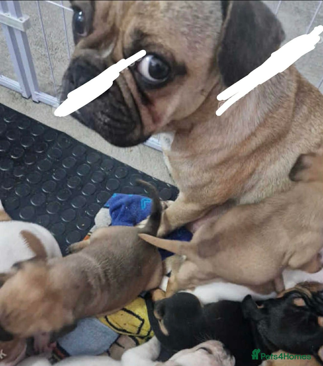 Frug dogs for sale: Frug puppy 9 weeks old  - Advert 5