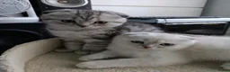 British Shorthair cats for sale: Lovely kittens  - Advert 13