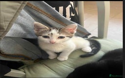 Mixed Breed cats for sale: 2 female kittens for sale - Image 2