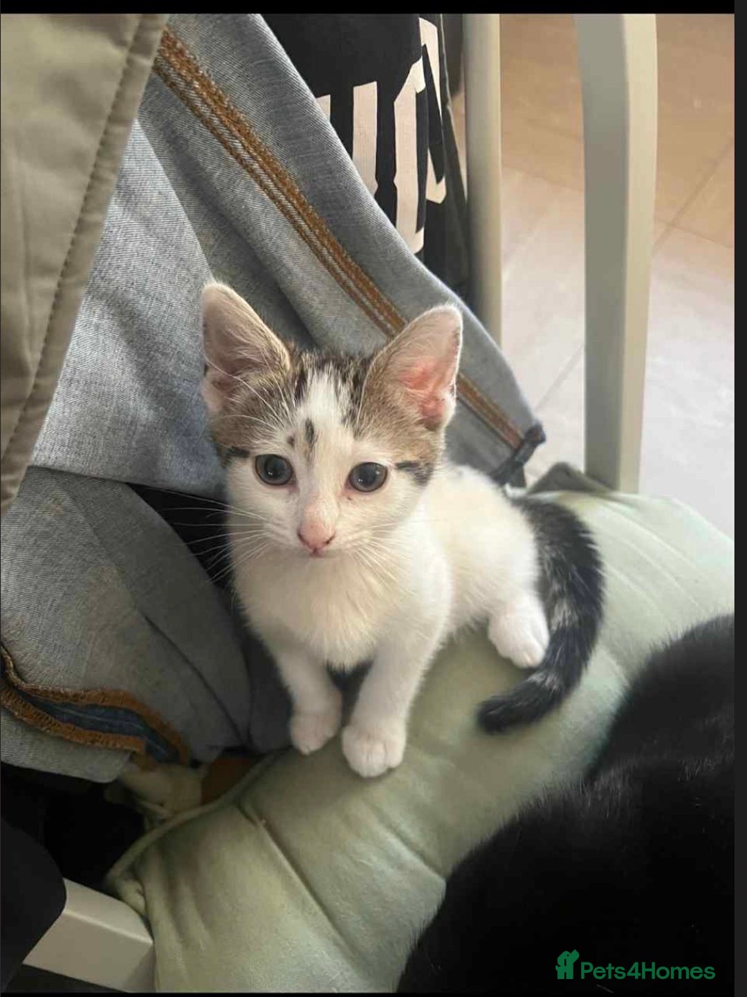 Mixed Breed cats for sale: 2 female kittens for sale - Image 2