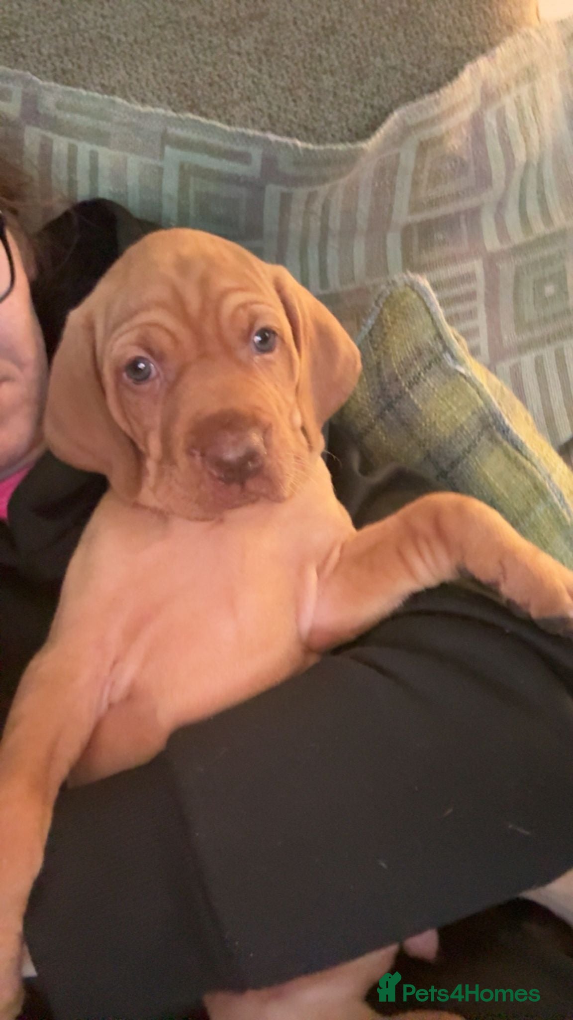 Hungarian Vizsla dogs Kc registered  - Advert 9