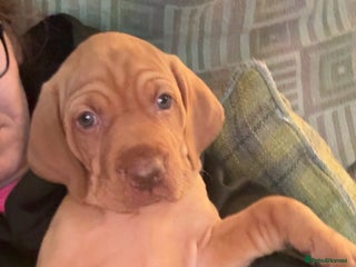 Hungarian Vizsla dogs Kc registered - Advert 9