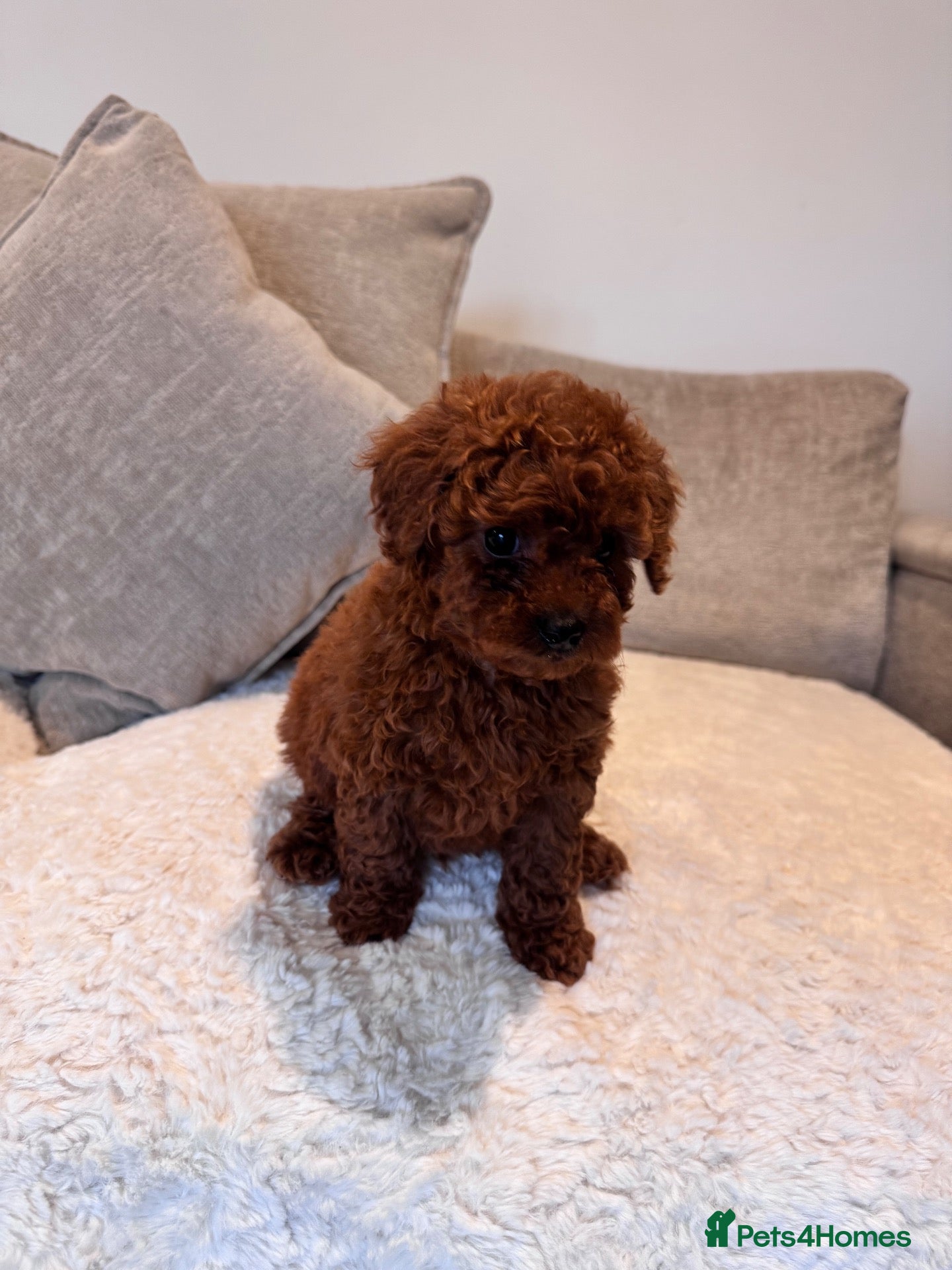 Cavapoo dogs Last 2 deep red cavapoos  - Advert 2