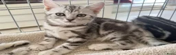 British Shorthair cats for sale: Outstanding GCCF Champion BSH Silver Tabby Kittens - Advert 12