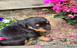Rottweiler dogs for sale: Chunky Rottweiler puppies for sale  - Image 3