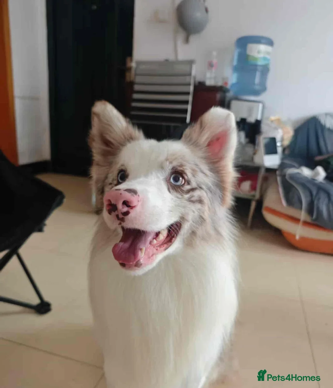 Border Collie dogs for sale: 5 months lovely border collie looking for home - Advert 8