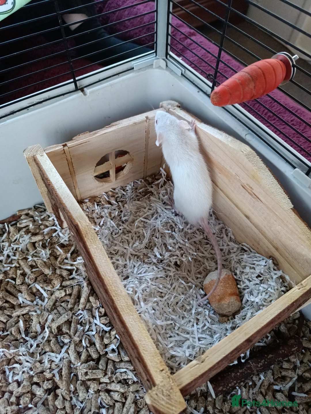 Rat rodents for sale: 3 Dwarf rats and cage  - Advert 6