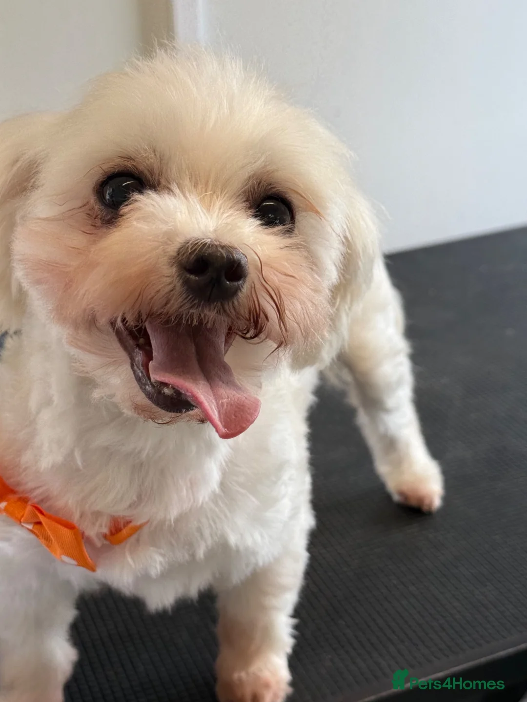 Maltese dogs for sale: Sofa Required Maltese Girl - Advert 2
