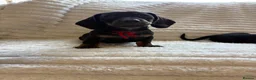 Miniature Dachshund dogs for sale: Beautiful litter of miniature dachshund pups - Advert 8