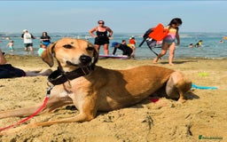 Mixed Breed dogs for sale: Beautiful saluki x greyhound for adoption - Image 21