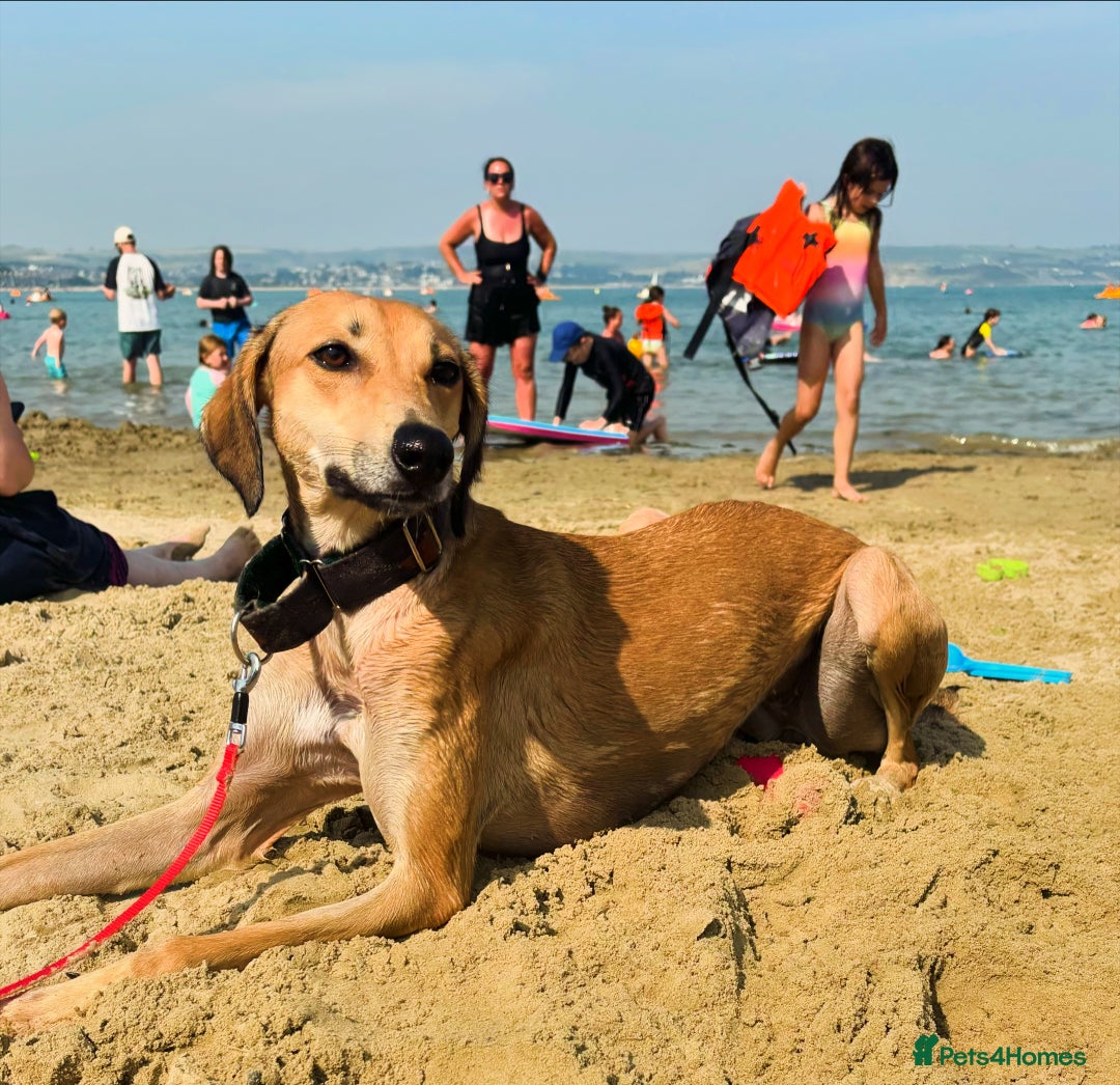 Mixed Breed dogs for sale: Beautiful saluki x greyhound for adoption - Image 21