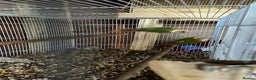 Ringnecks birds for sale: Ringnick proven breeding pairs  - Advert 5